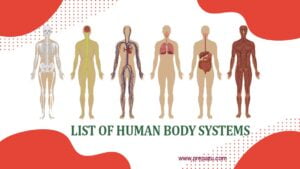 Human Body System: List of human body systems